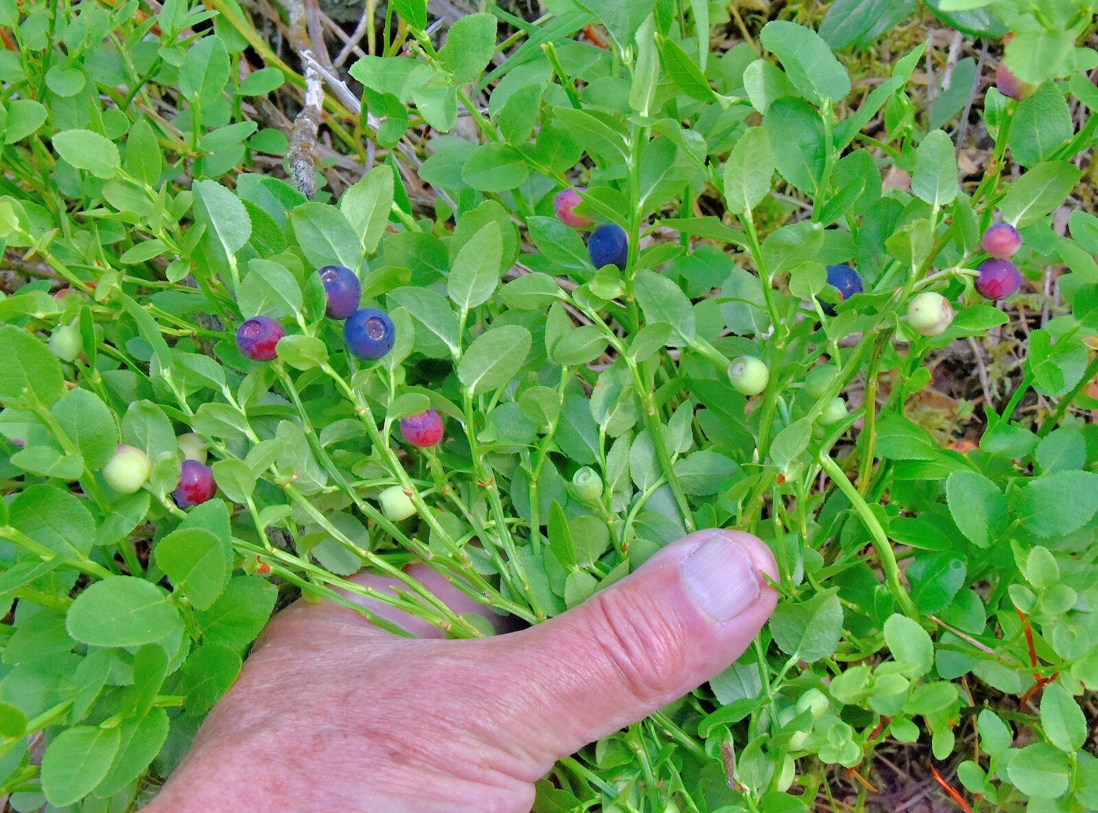 Valokuvaaja: Reijo Juurinen