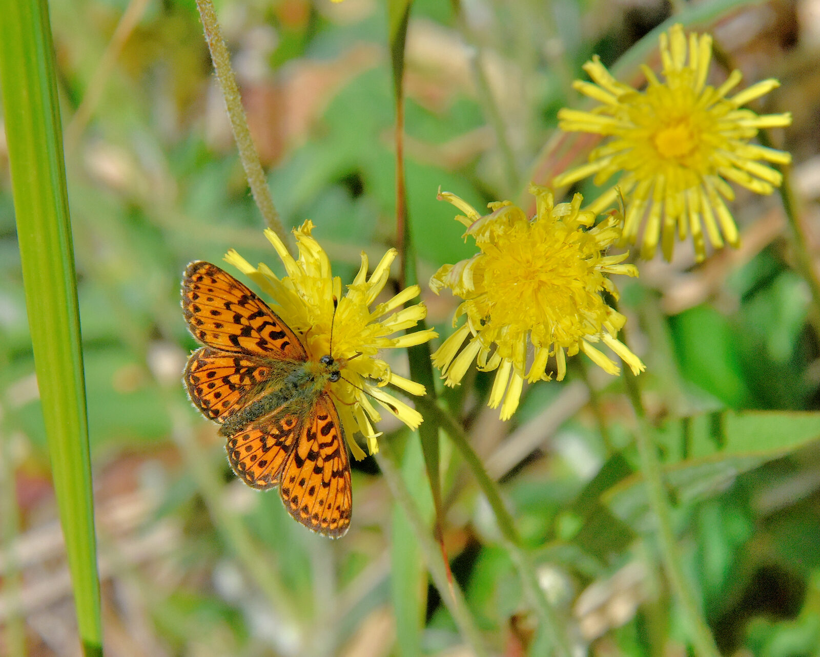 Valokuvaaja: Reijo Juurinen