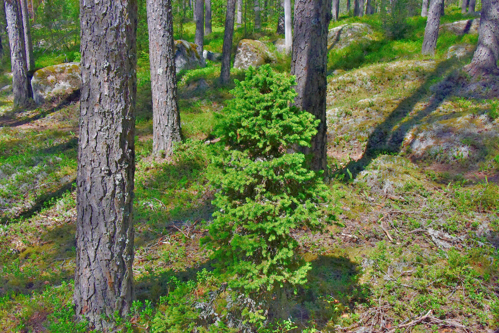 Valokuvaaja: Reijo Juurinen