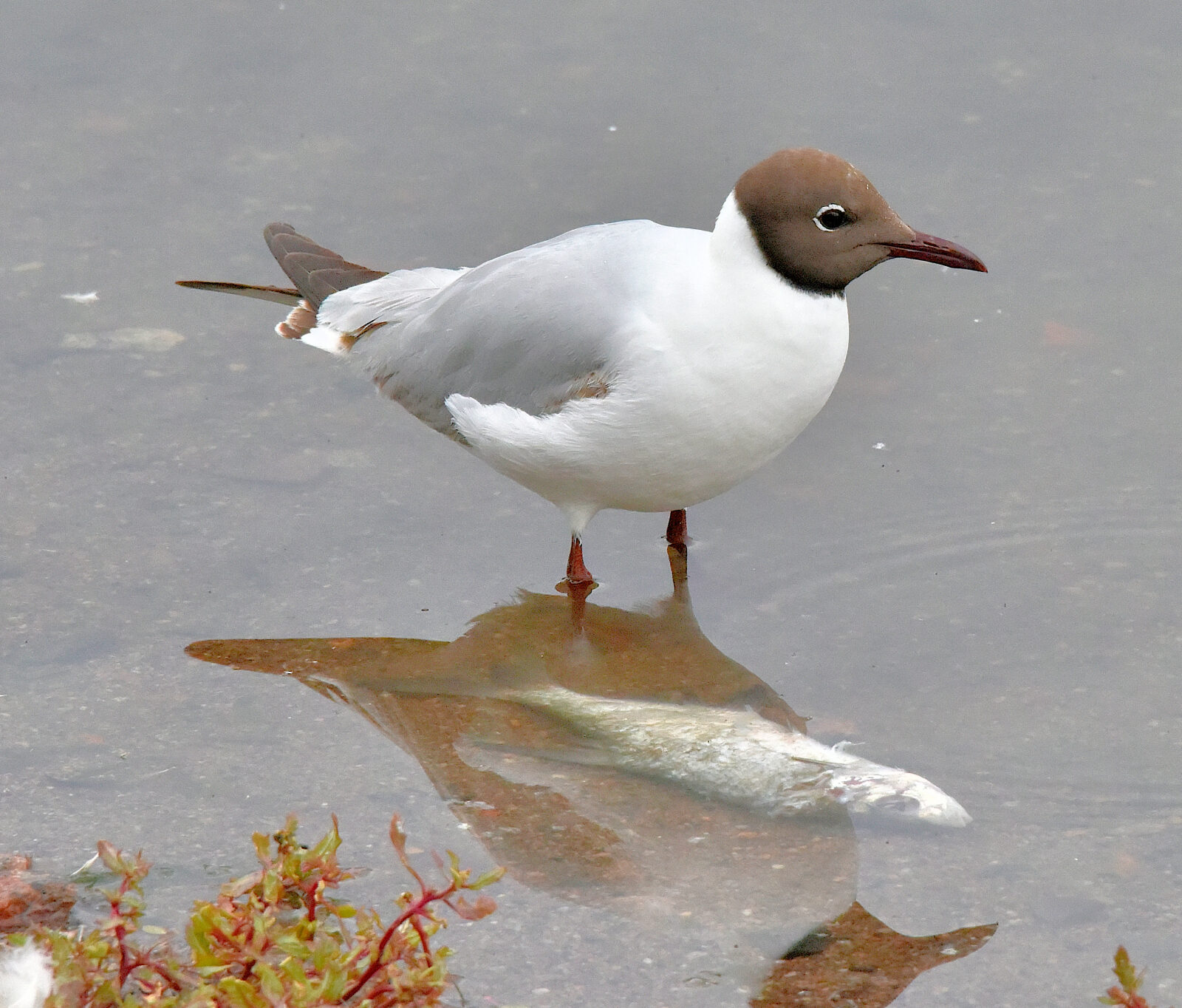 Valokuvaaja: Reijo Juurinen