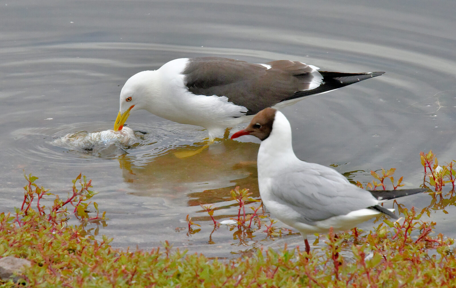 Valokuvaaja: Reijo Juurinen