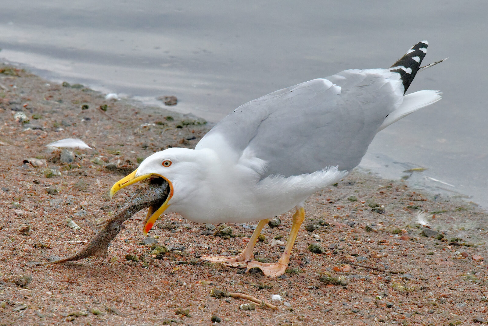Valokuvaaja: Reijo Juurinen