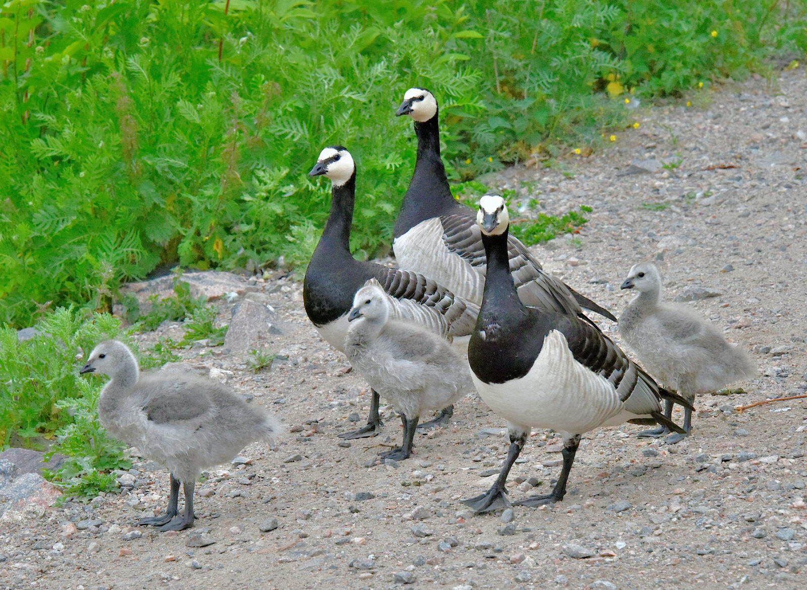 Valokuvaaja: Reijo Juurinen