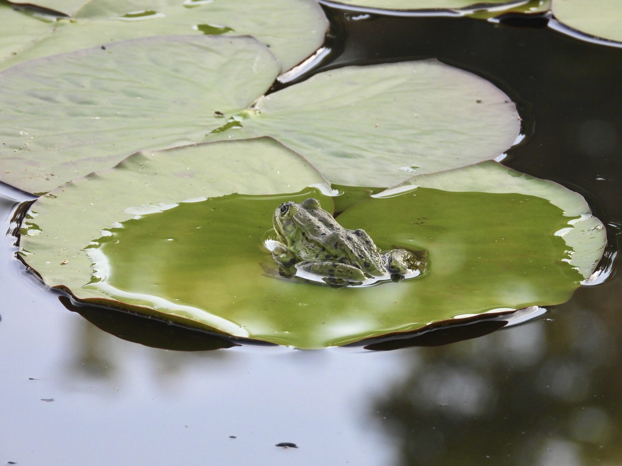 Valokuvaaja: Juhani Peltonen Valokuvaaja: Juhani Peltonen