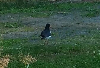 Valokuvaaja: Nikula Ari