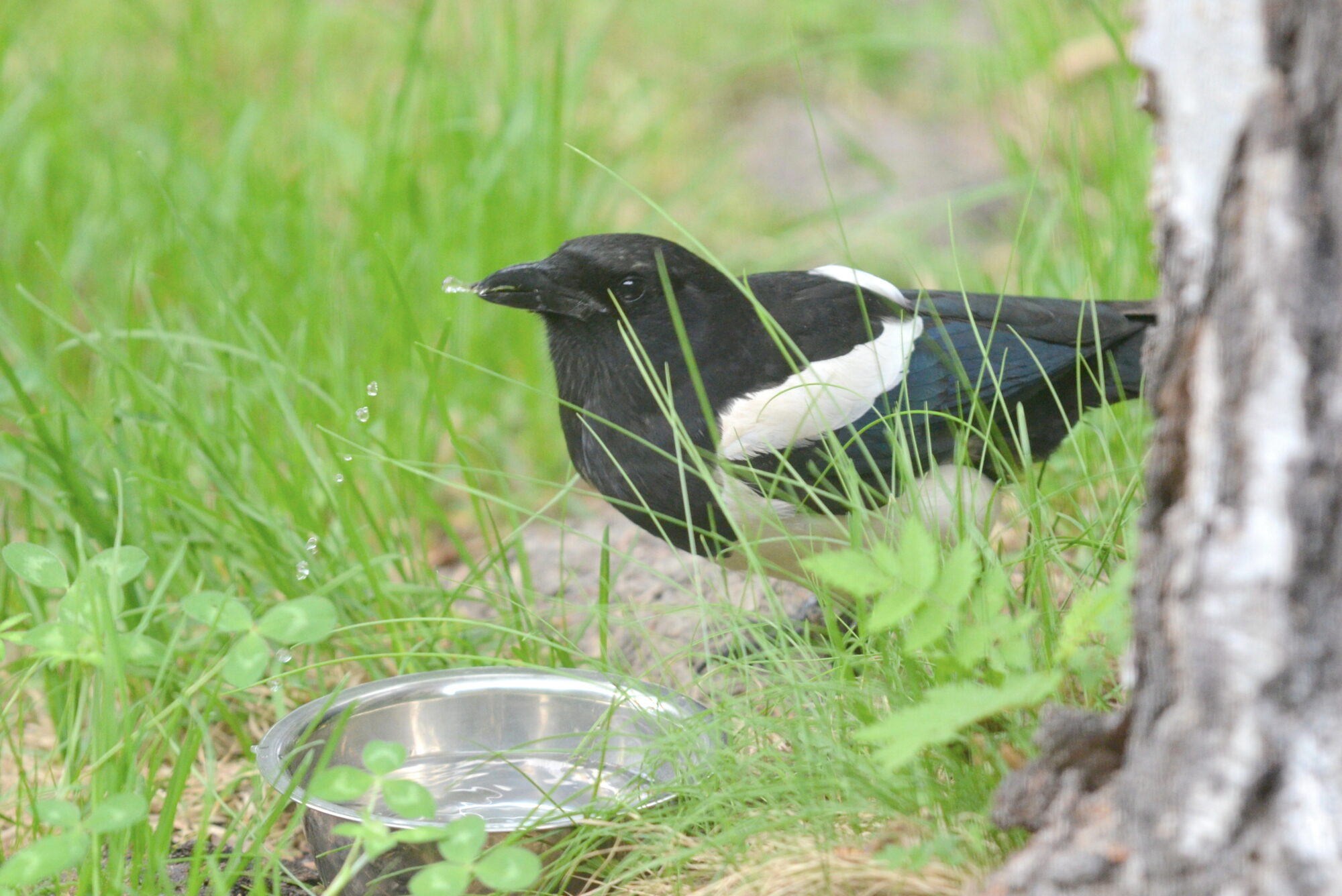 Valokuvaaja: Kaarlo Asikainen