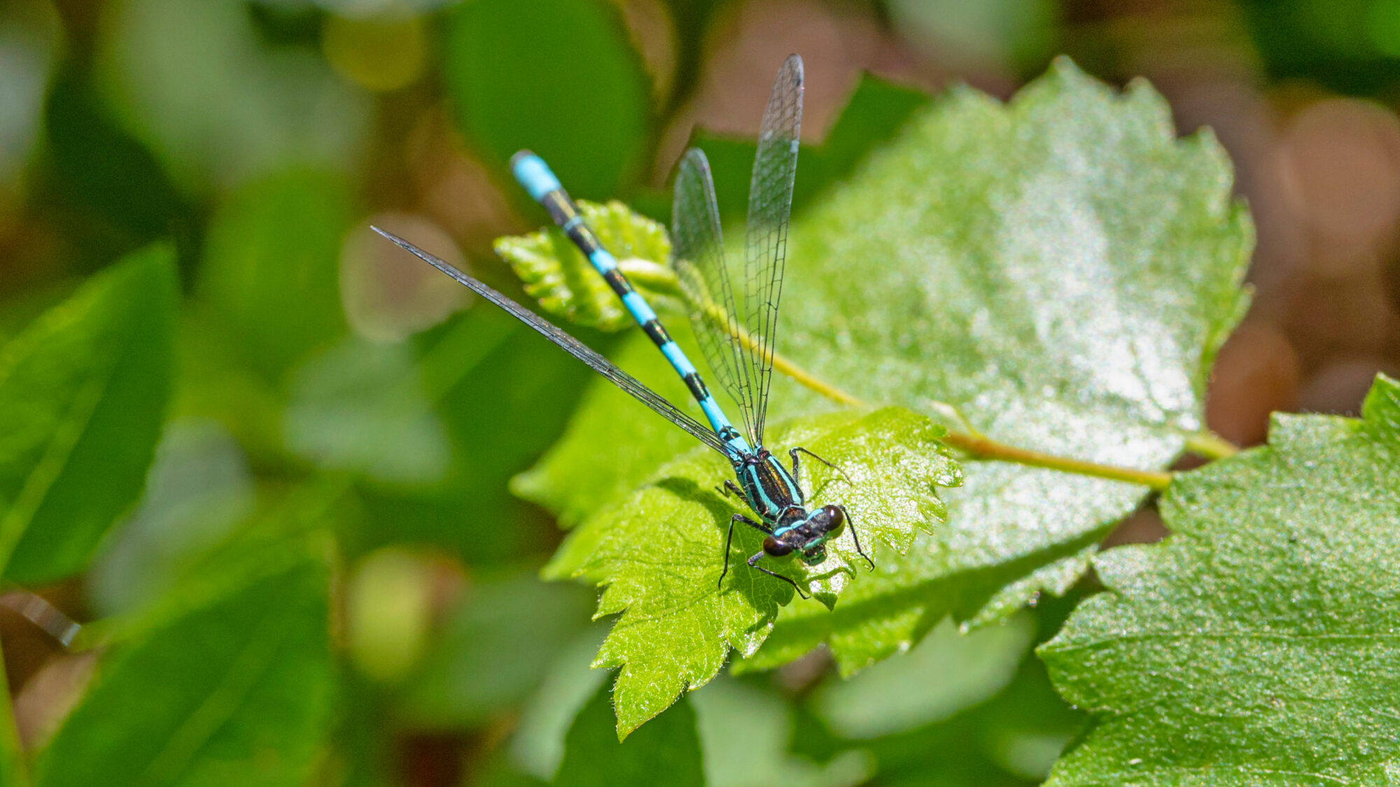 Valokuvaaja: TOMMI KUJALA