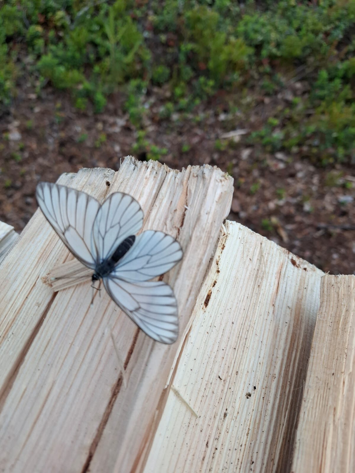 Valokuvaaja: Esa Björn