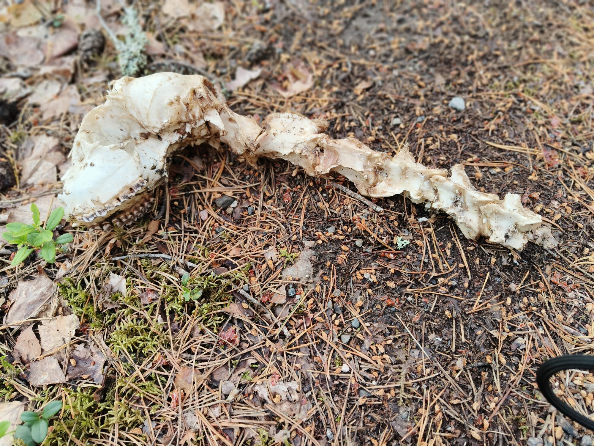 Valokuvaaja: Eija Suhonen Valokuvaaja: Eija Suhonen