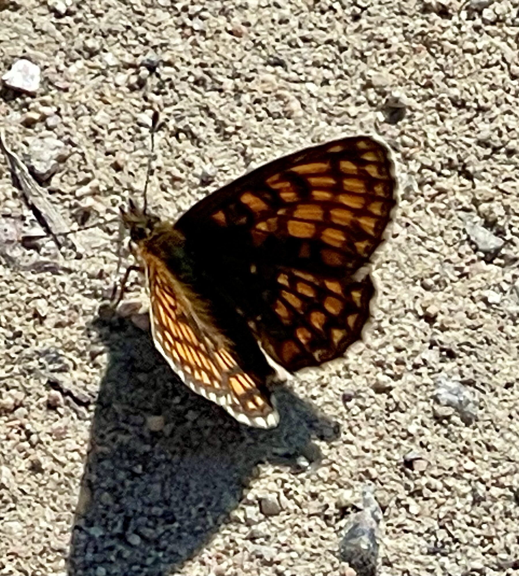 Valokuvaaja: Liisa Niiva-Korpela Valokuvaaja: Liisa Niiva-Korpela