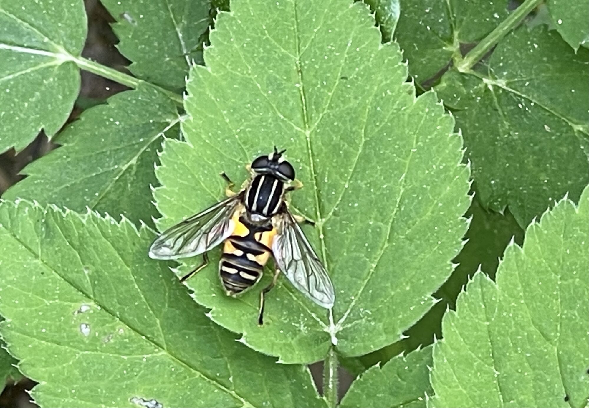 Valokuvaaja: Liisa Niiva-Korpela