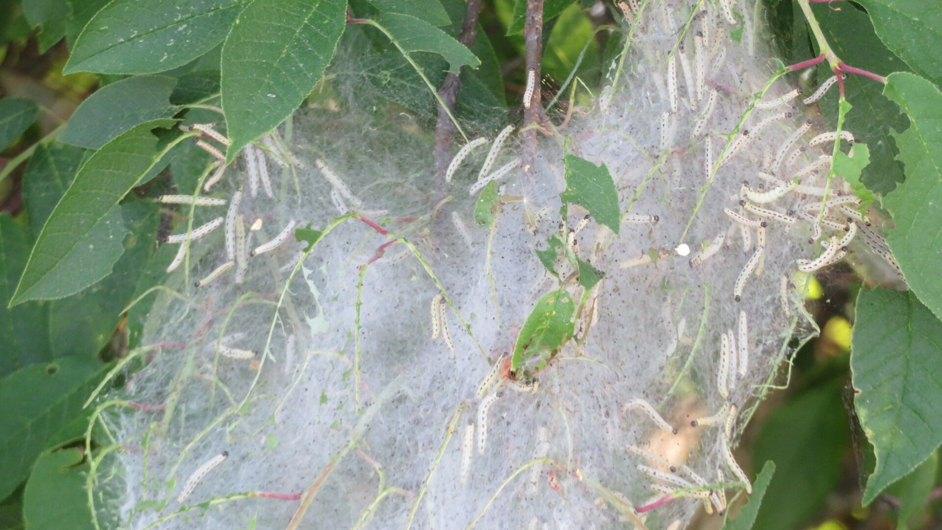 Valokuvaaja: Risto Kangassalo