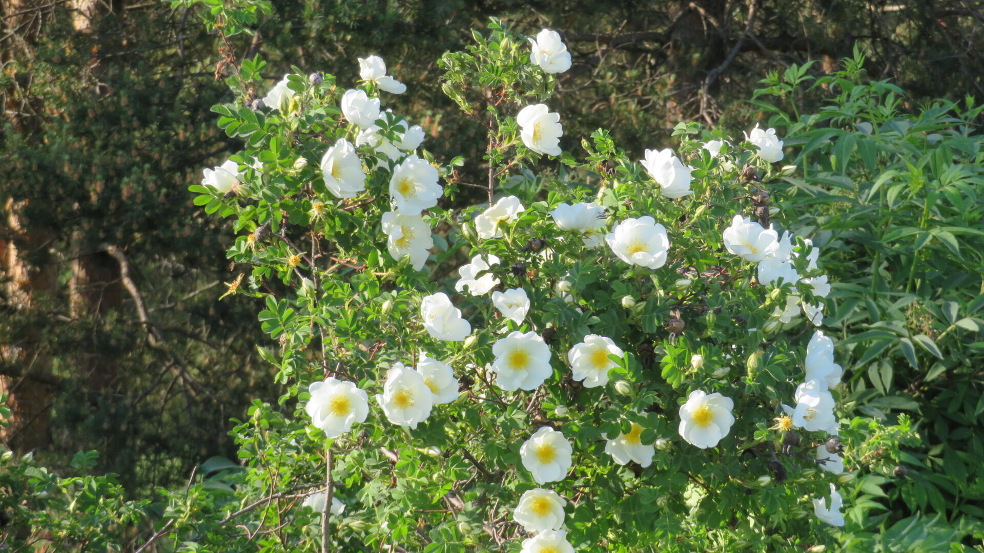 Valokuvaaja: Risto Kangassalo