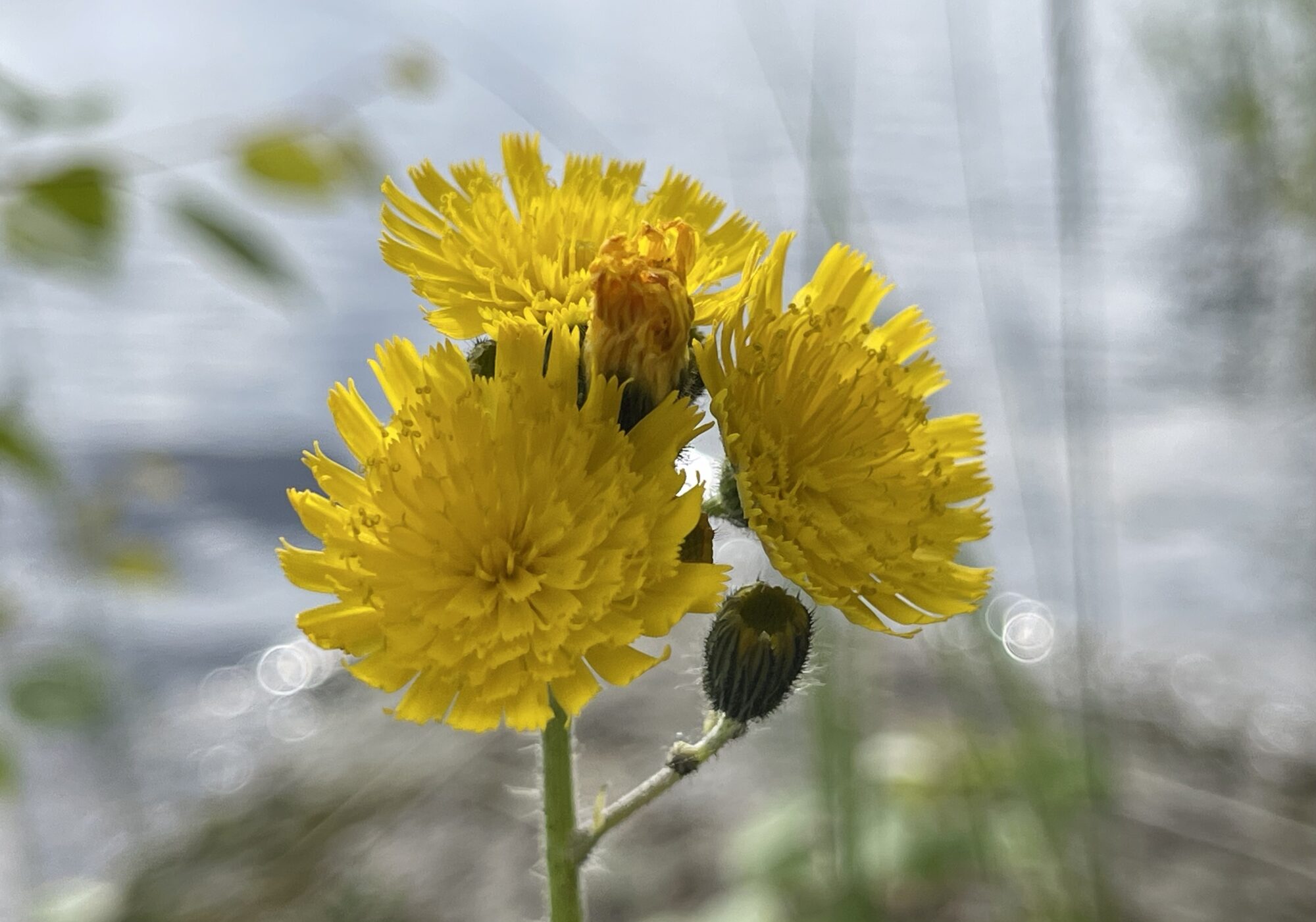 Valokuvaaja: Liisa Niiva-Korpela