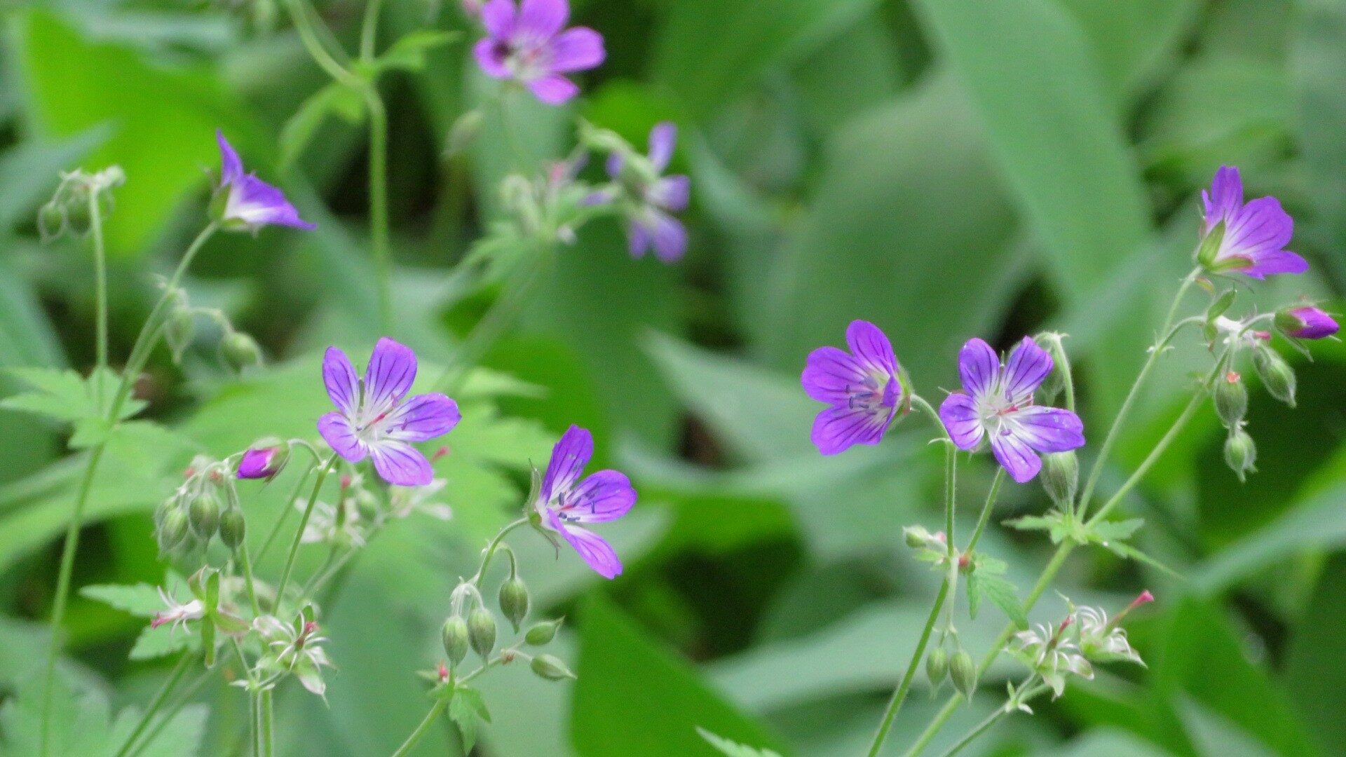 Valokuvaaja: Risto Kangassalo