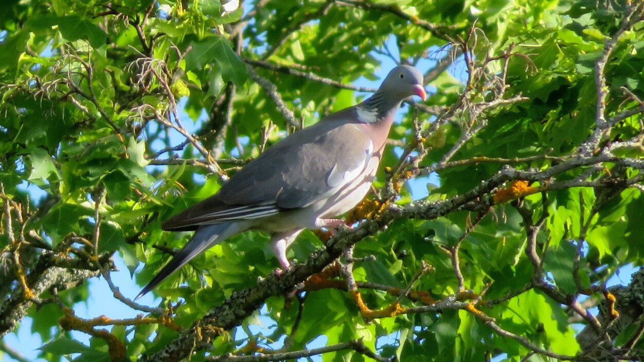 Valokuvaaja: Risto Kangassalo