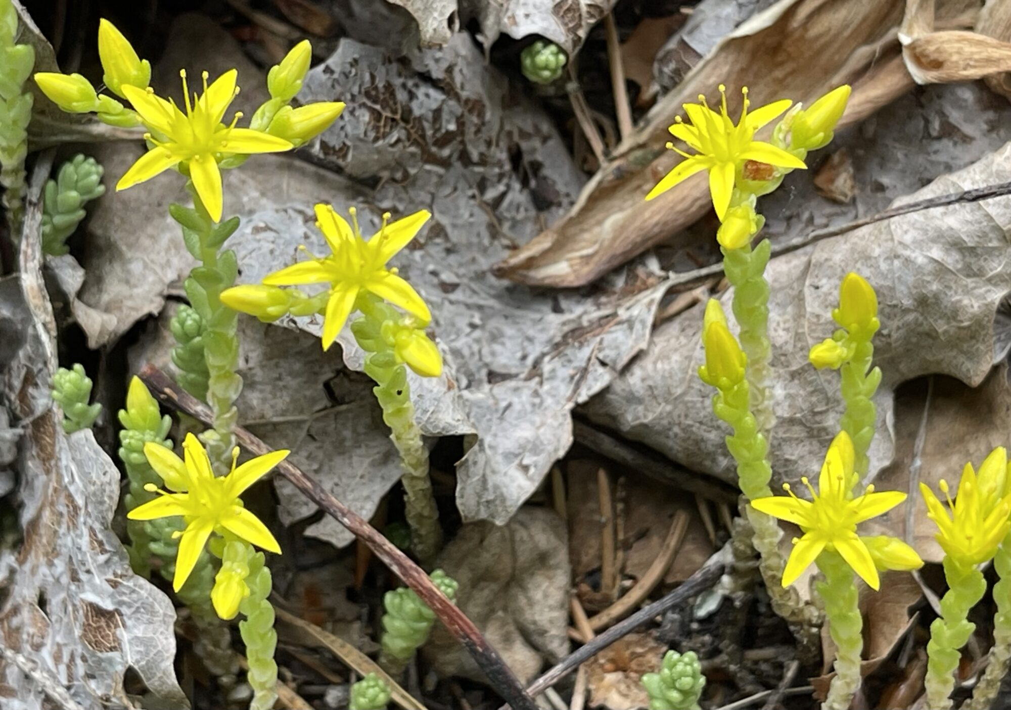 Valokuvaaja: Liisa Niiva-Korpela