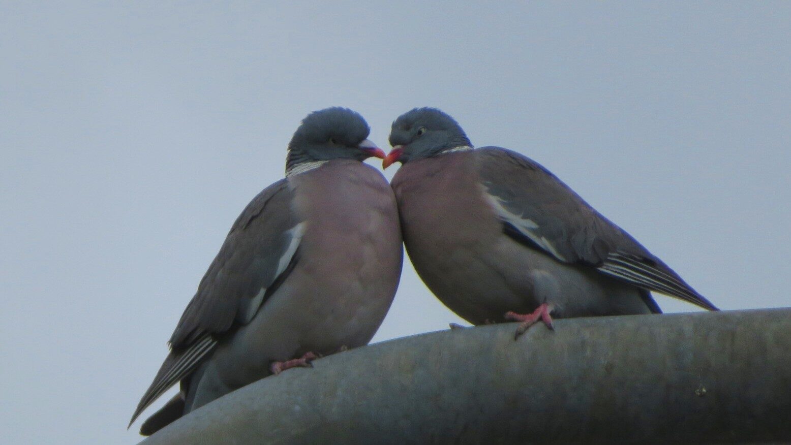 Valokuvaaja: Risto Kangassalo Valokuvaaja: Risto Kangassalo
