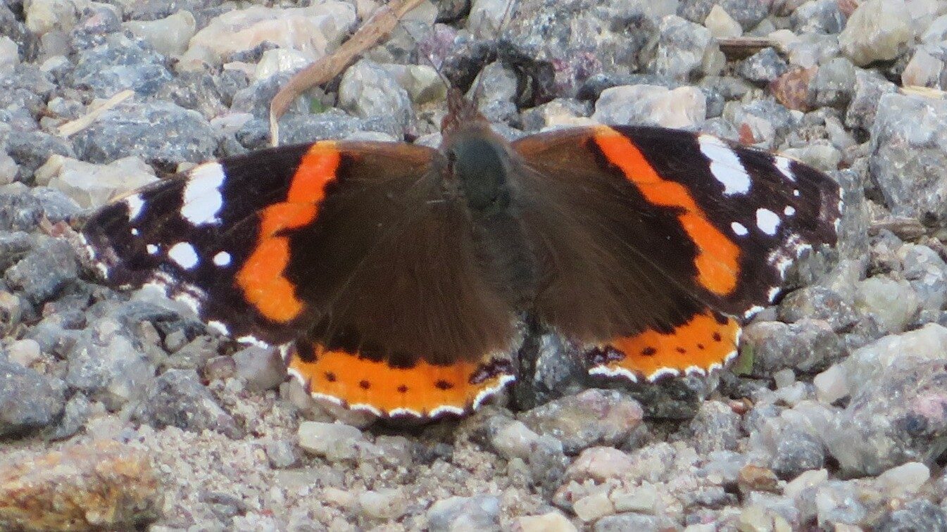 Valokuvaaja: Risto Kangassalo