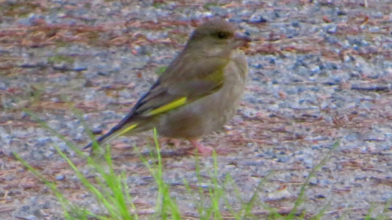 Valokuvaaja: Risto Kangassalo