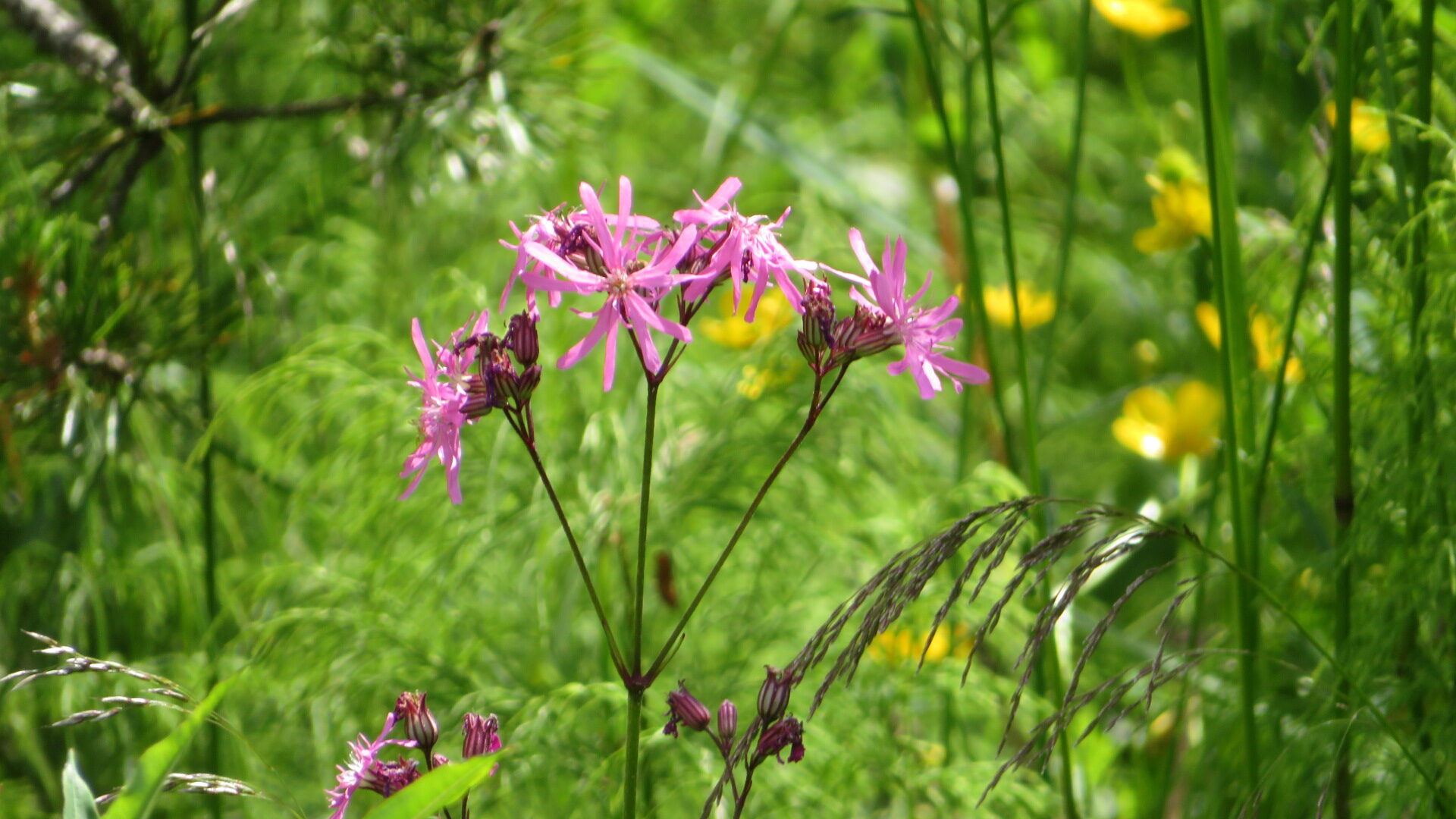 Valokuvaaja: Risto Kangassalo