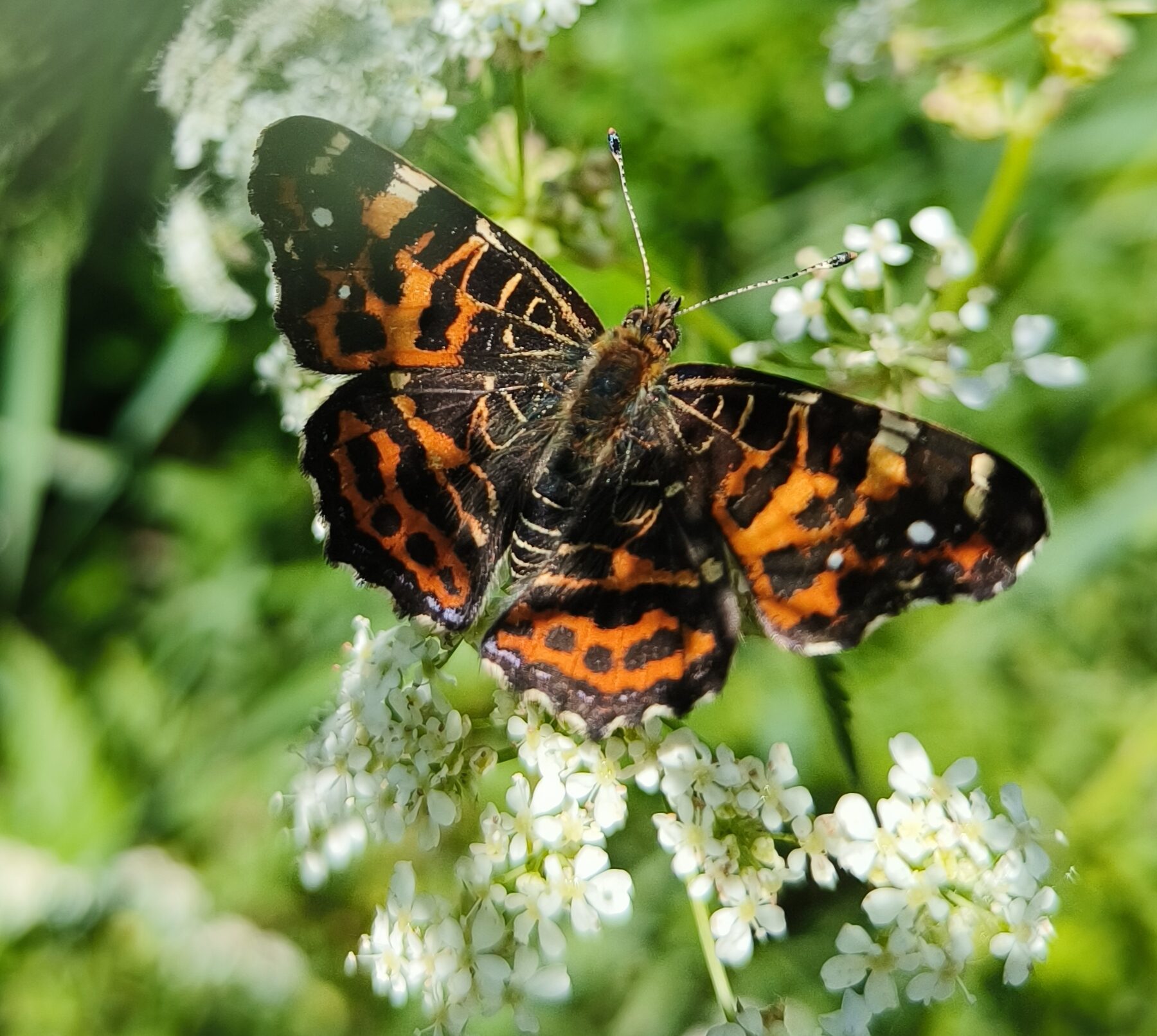 Valokuvaaja: Eija Suhonen