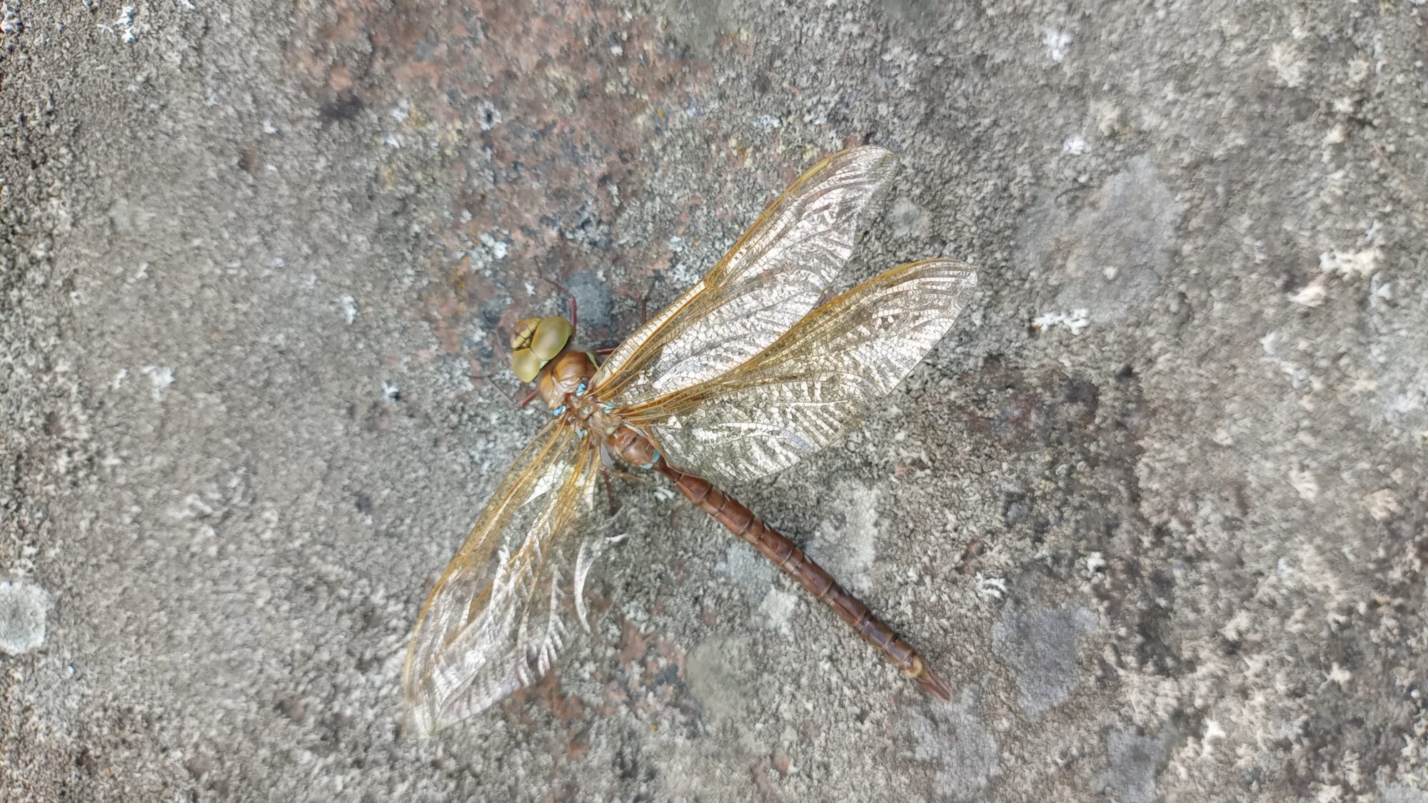 Valokuvaaja: Heli Lehtonen