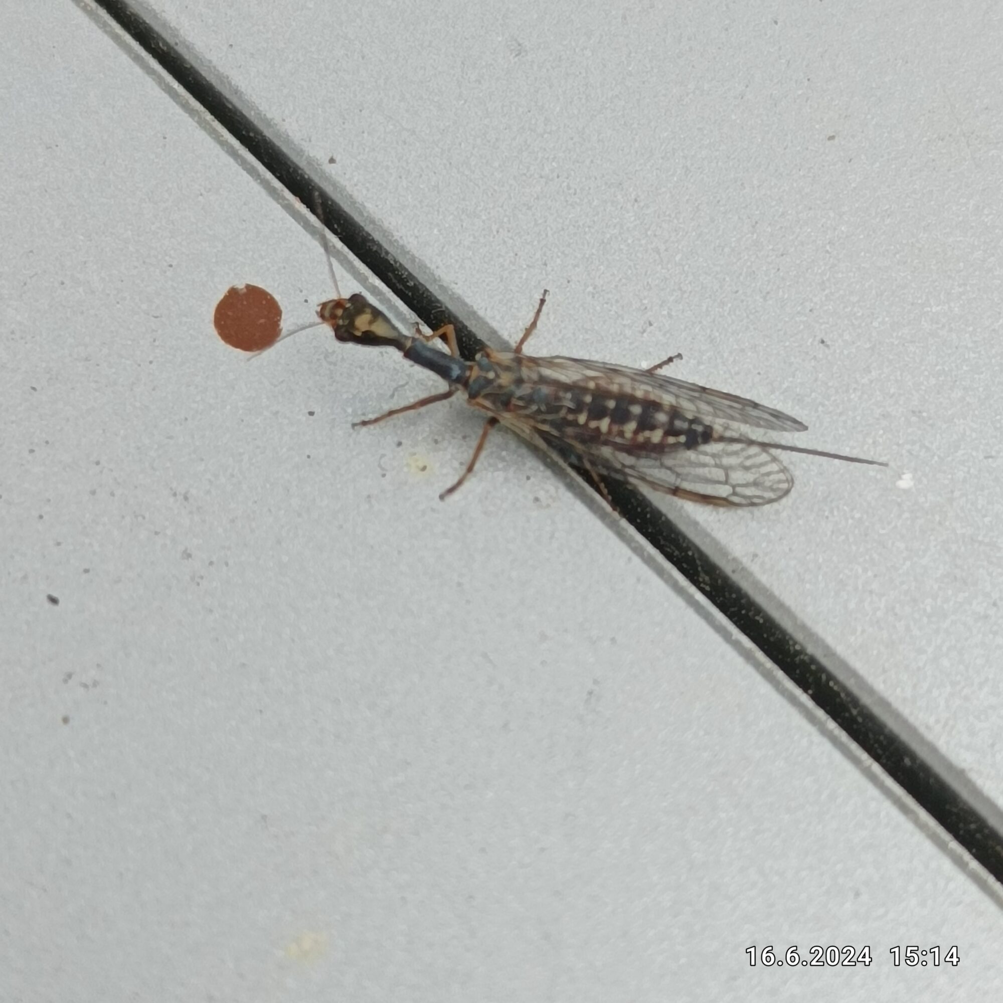 Valokuvaaja: Juha Väänänen Valokuvaaja: Juha Väänänen