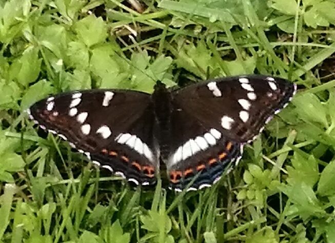 Valokuvaaja: Liisa Mäki-Kuutti