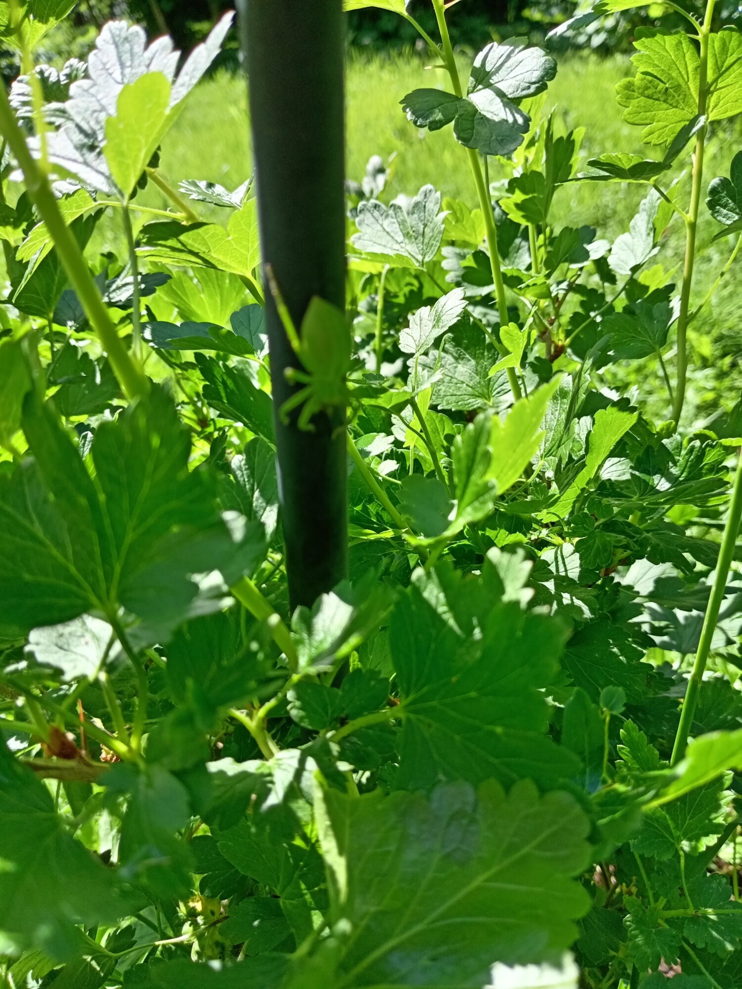 Valokuvaaja: Irene Luiro