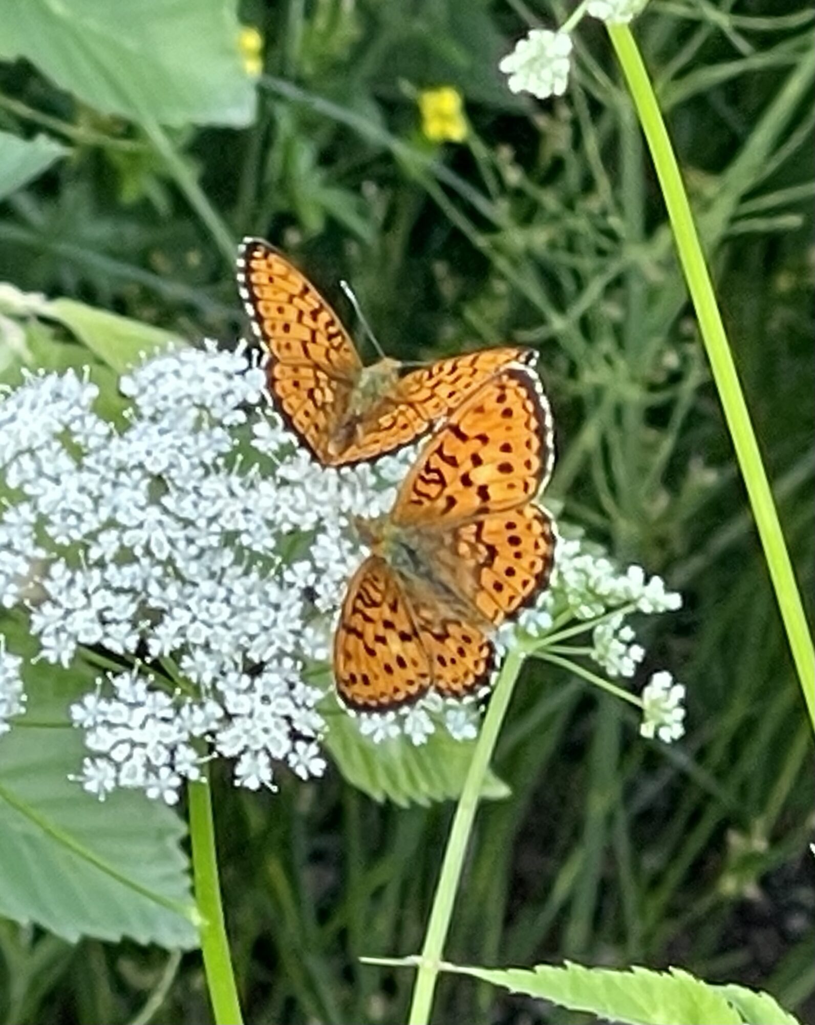 Valokuvaaja: Liisa Niiva-Korpela