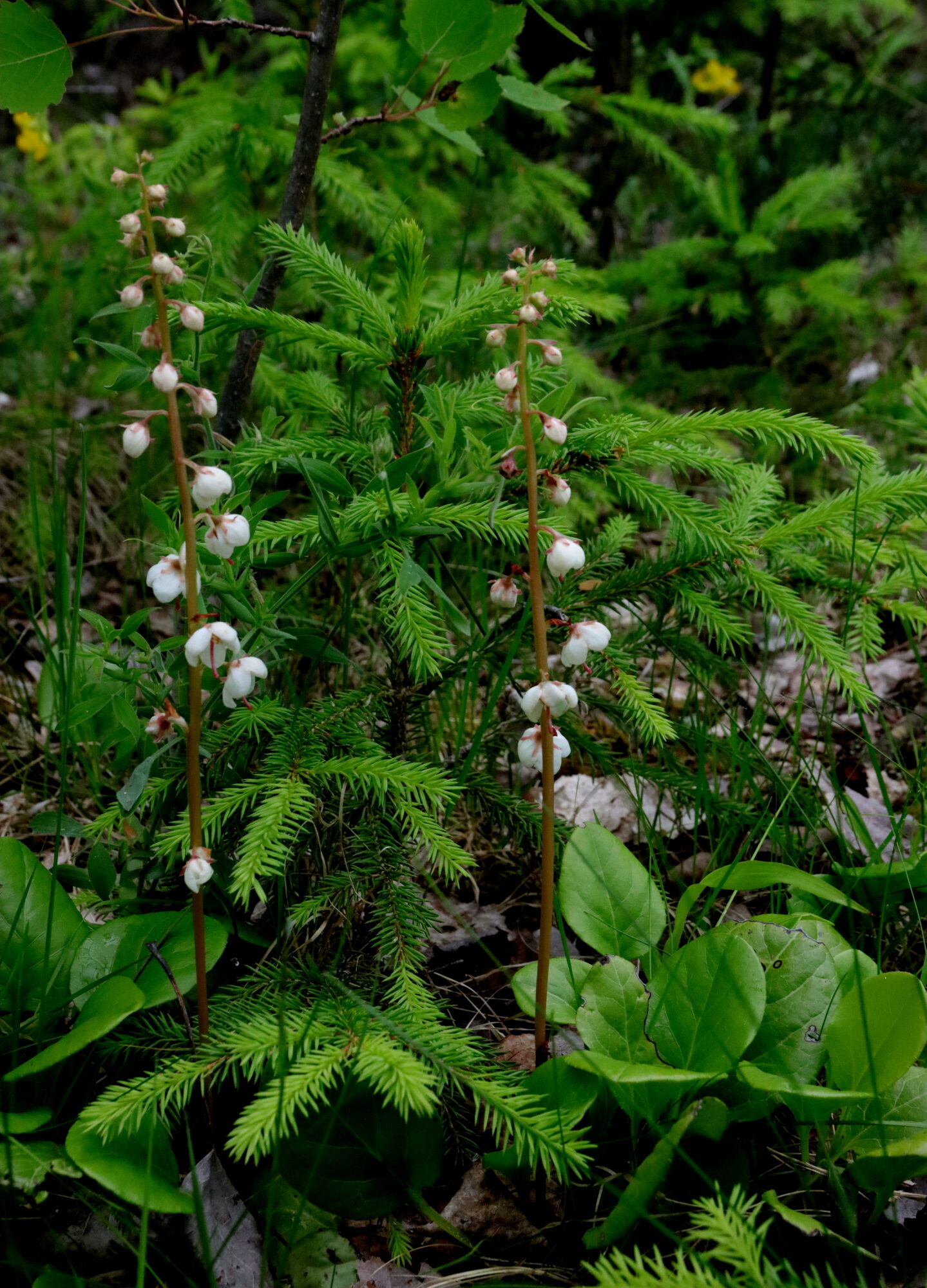 Valokuvaaja: Irja Lehtinen