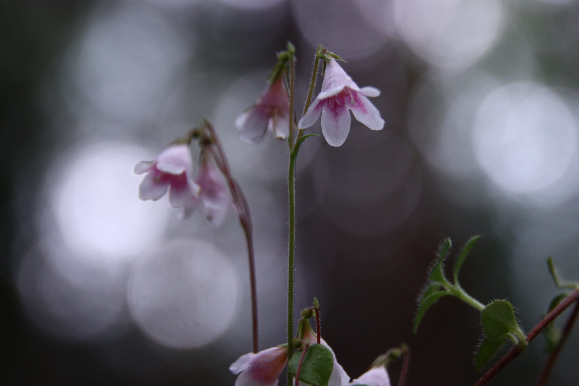 Valokuvaaja: Irja Lehtinen