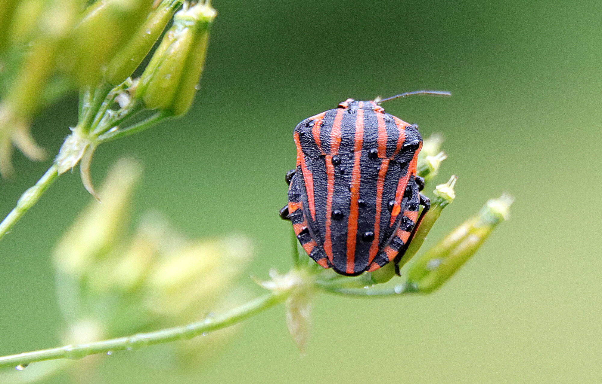Valokuvaaja: Irja Lehtinen