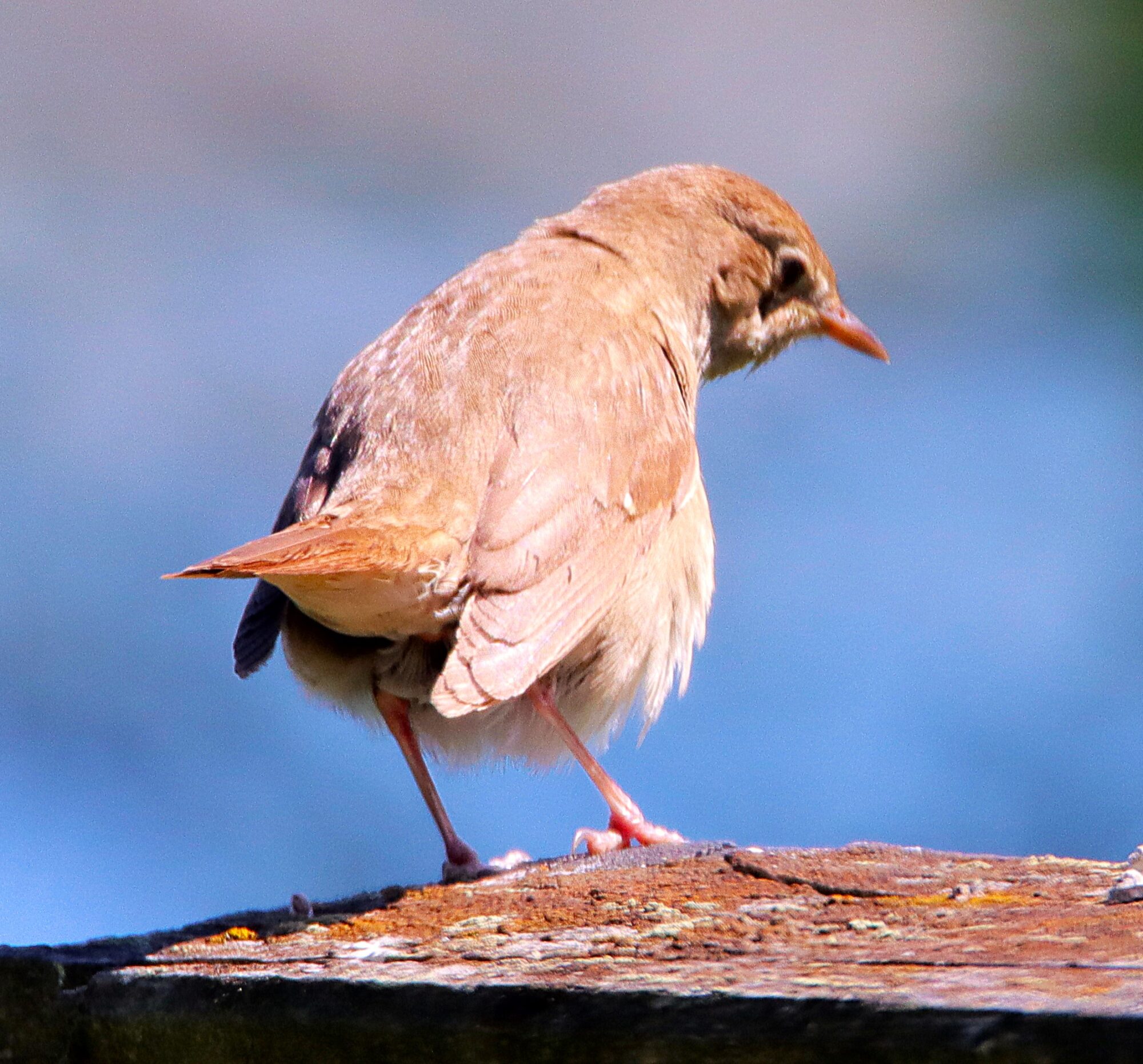 Valokuvaaja: Irja Lehtinen