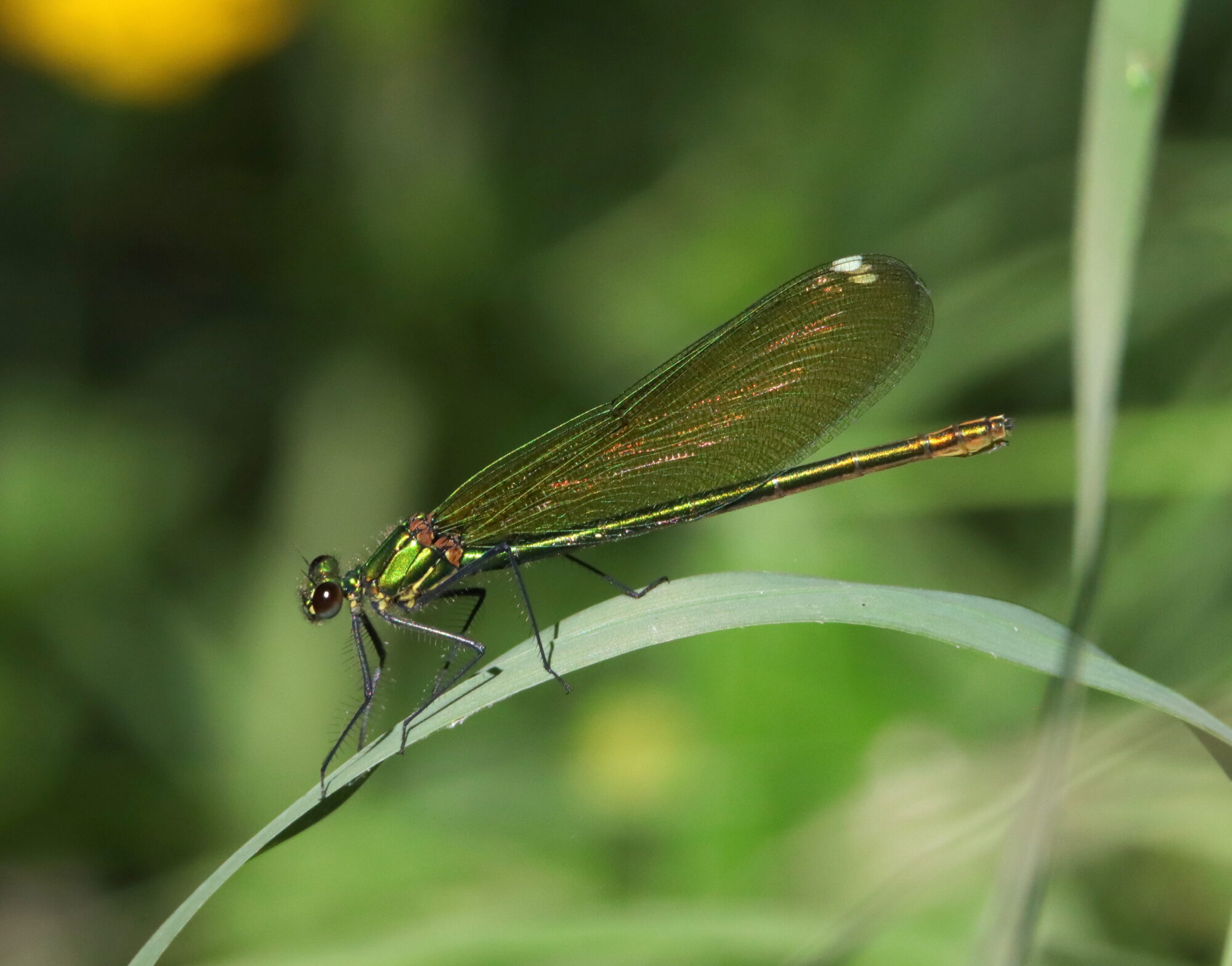 Valokuvaaja: Irja Lehtinen