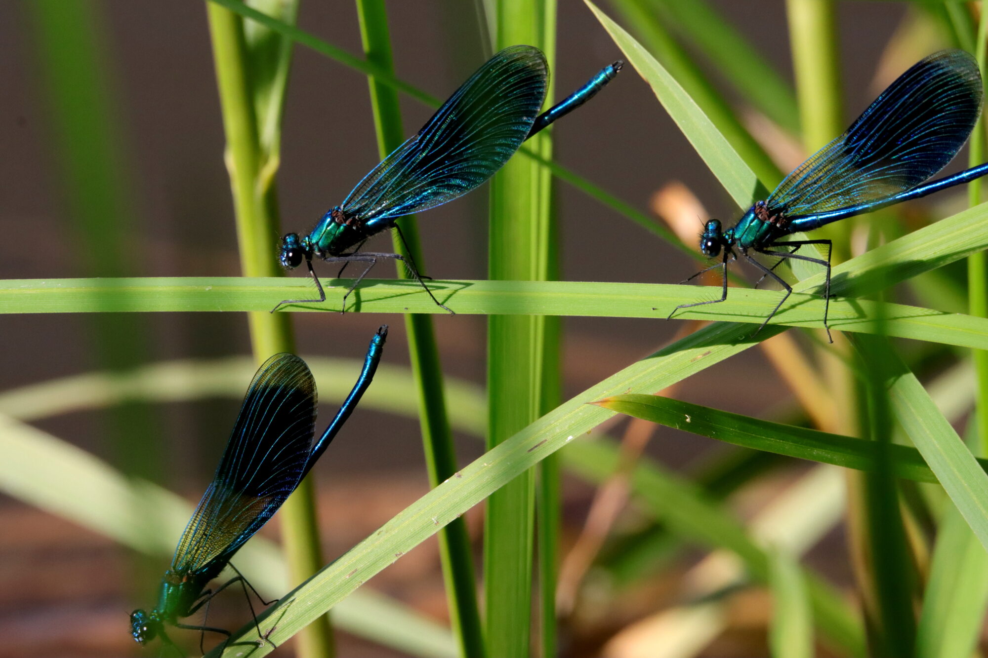 Valokuvaaja: Irja Lehtinen