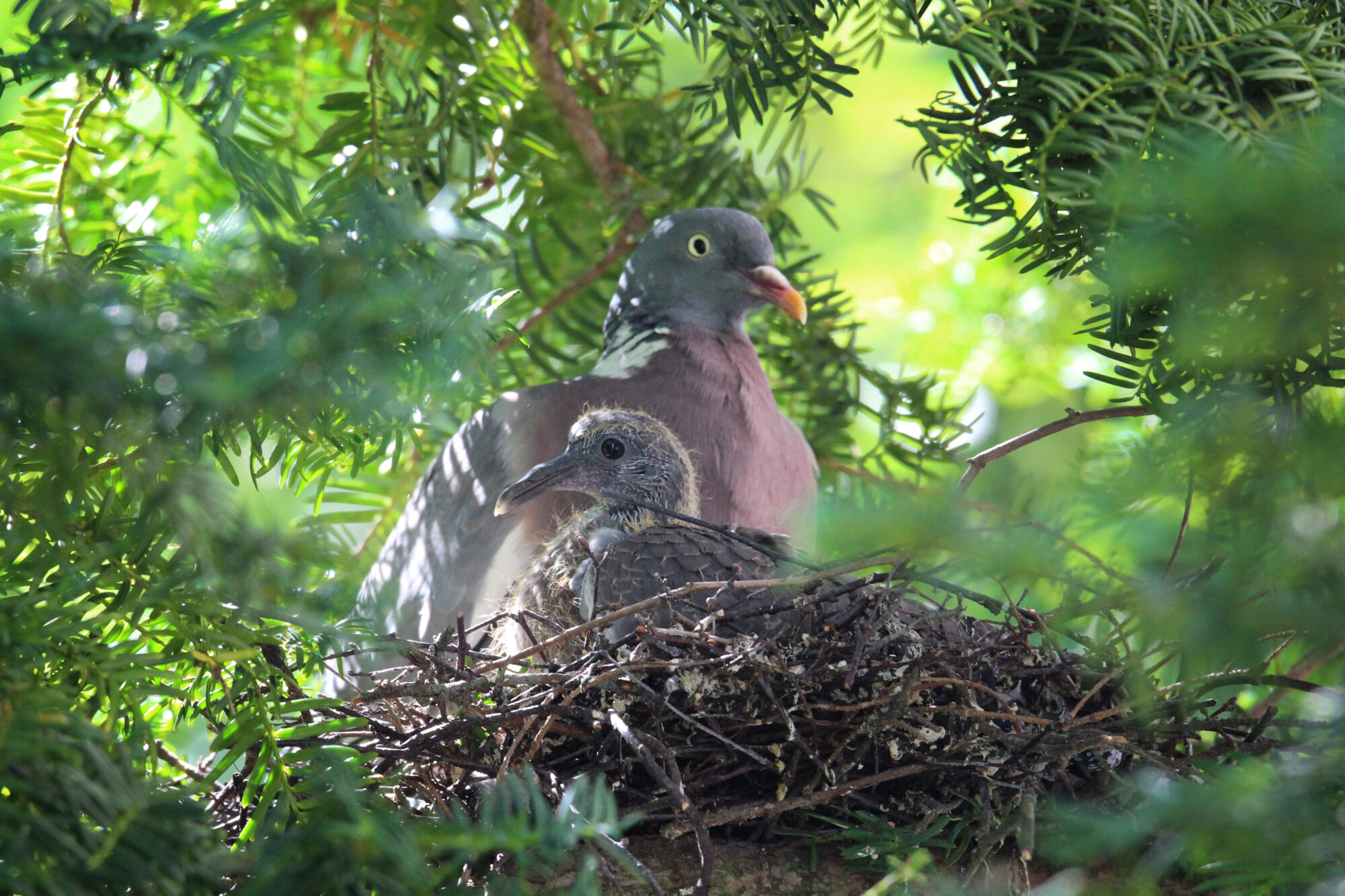 Valokuvaaja: Aurora Tani
