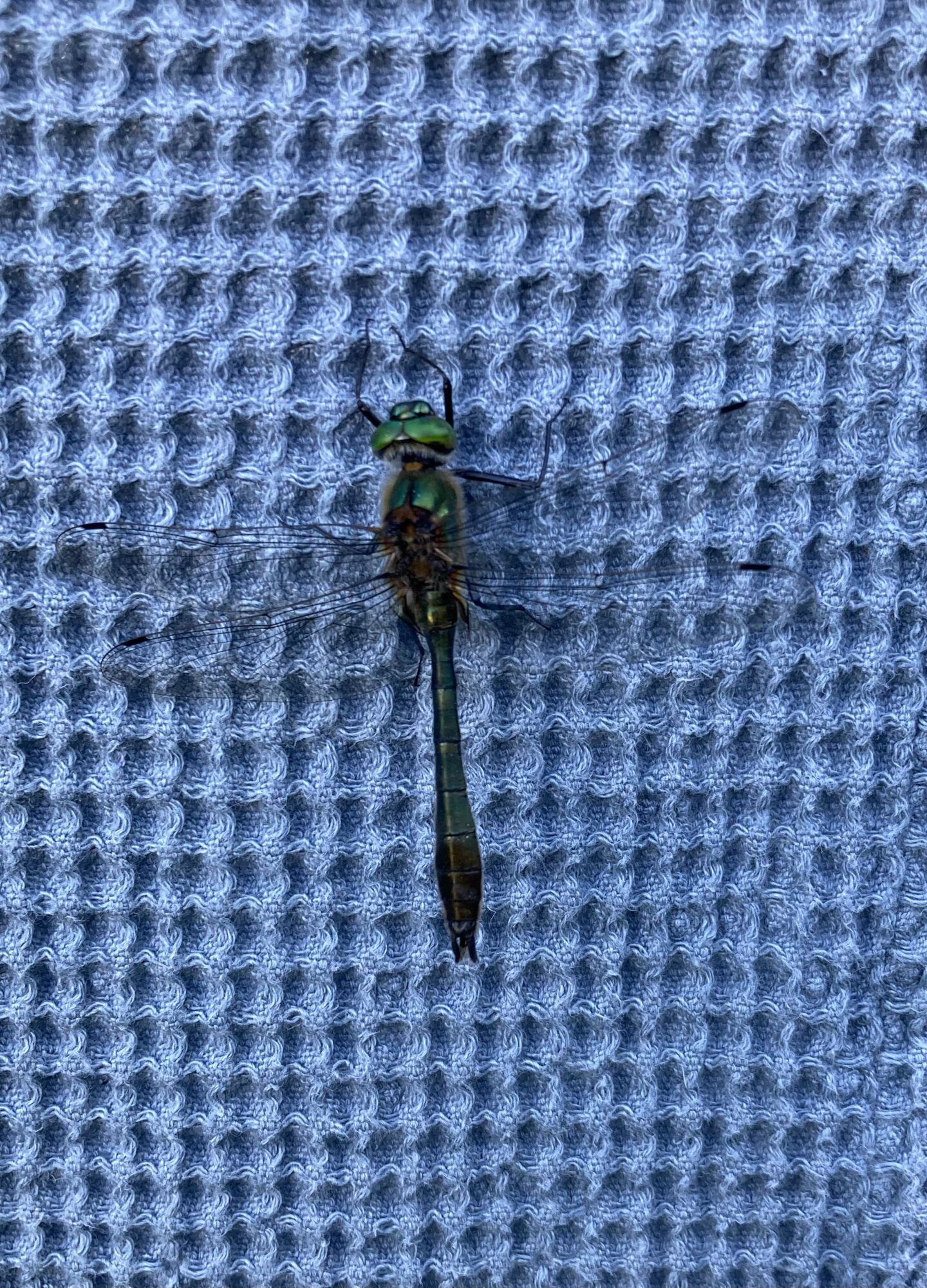 Valokuvaaja: Eila Louhola