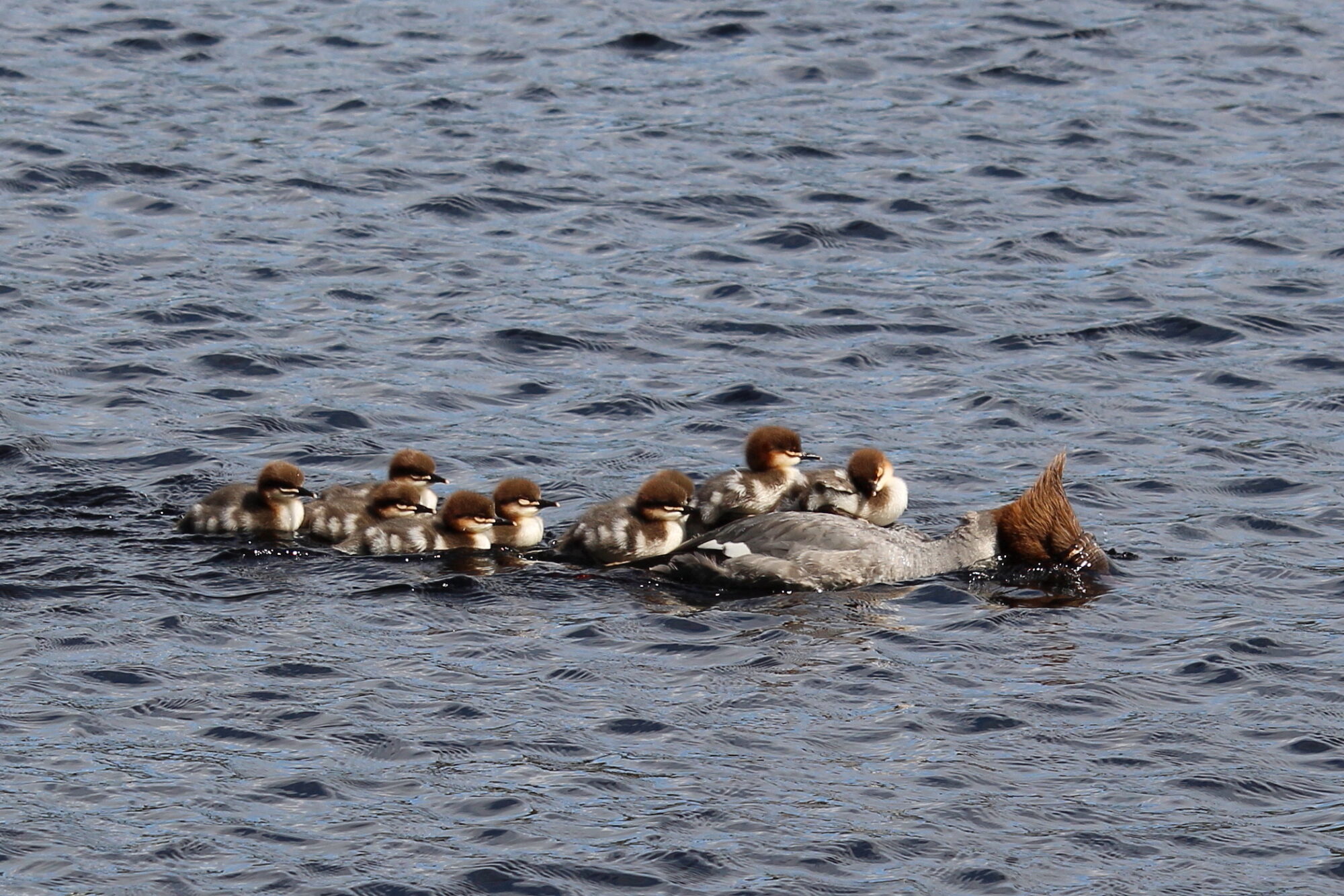 Valokuvaaja: Kirsi-Marja Joenpolvi Valokuvaaja: Kirsi-Marja Joenpolvi