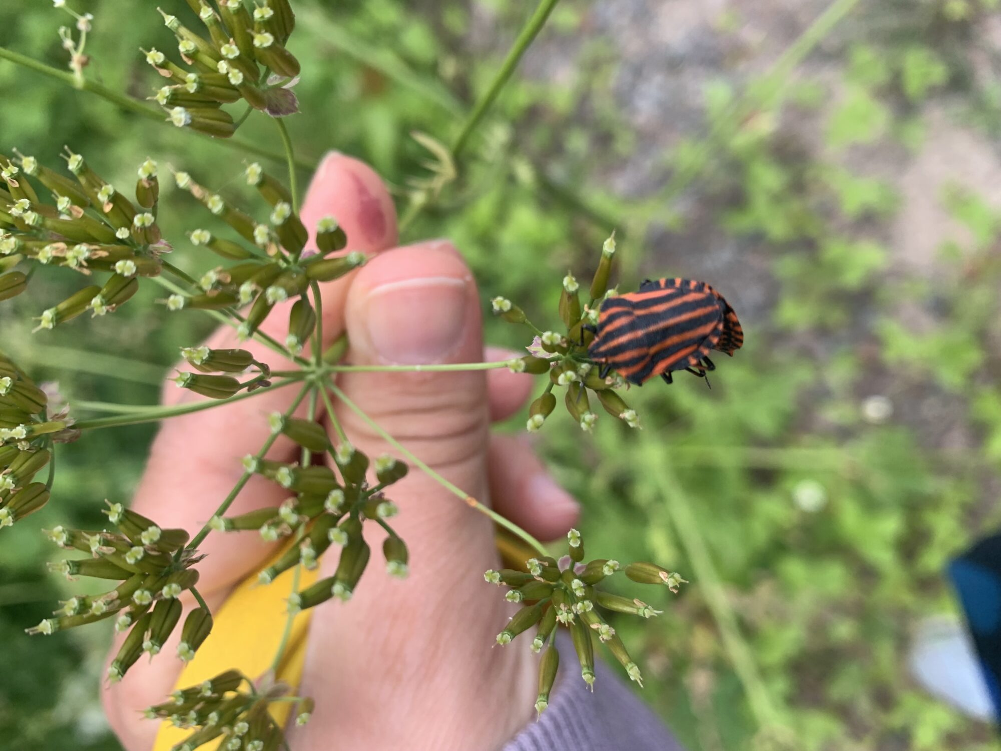Valokuvaaja: Valentina Bornia Valokuvaaja: Valentina Bornia