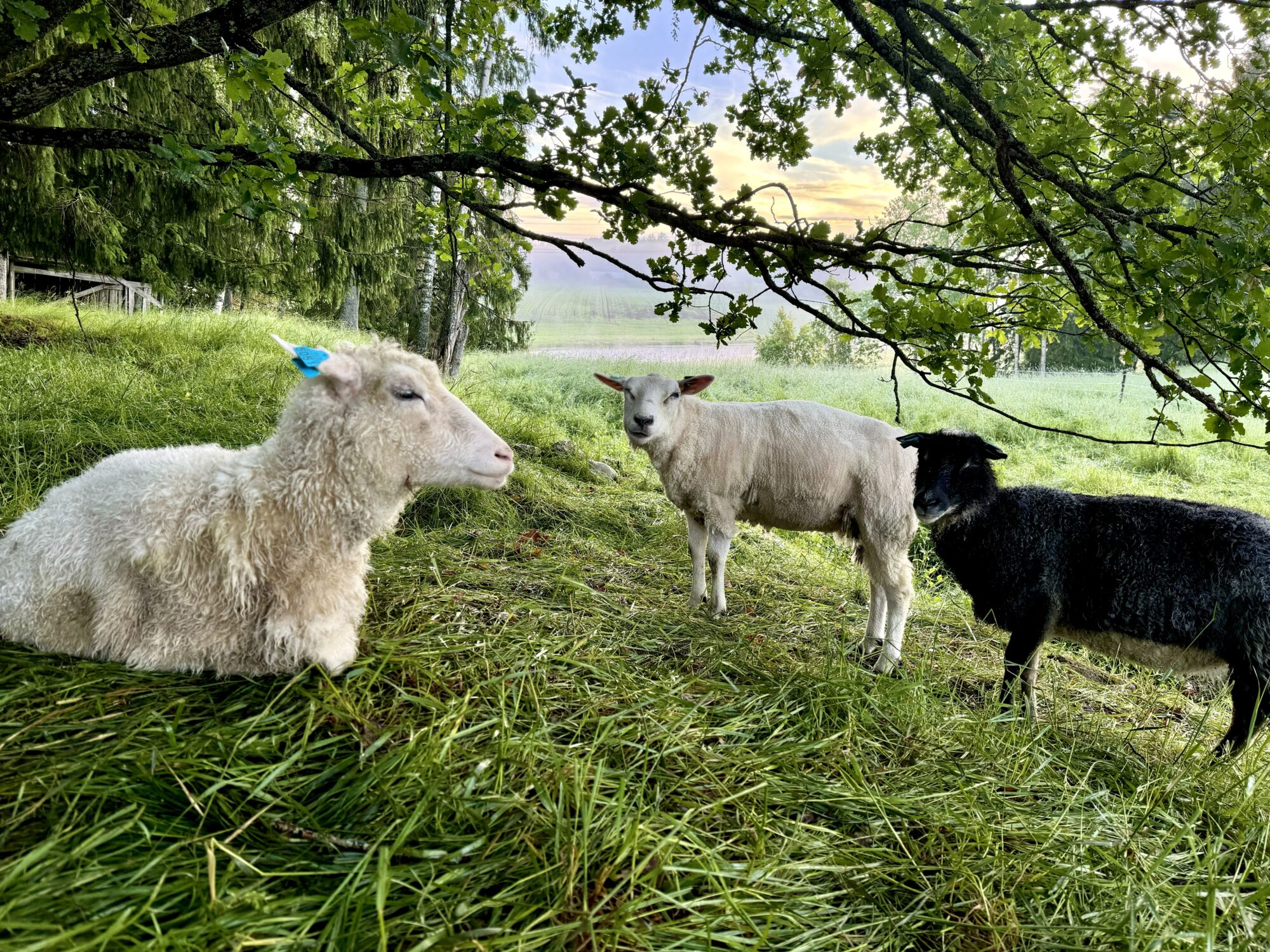 Valokuvaaja: Juhani Peltonen