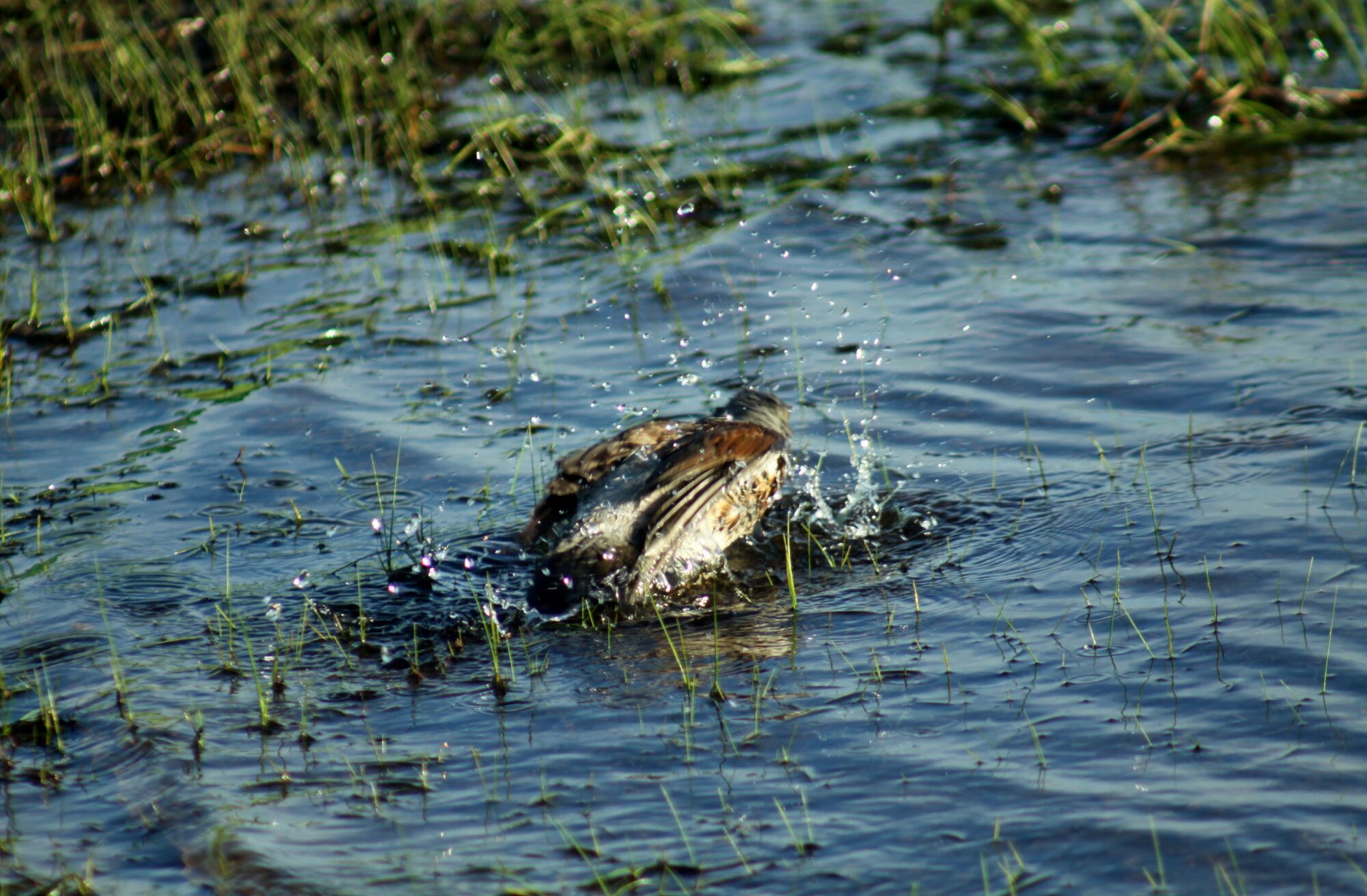 Valokuvaaja: Pirkko Siukonen