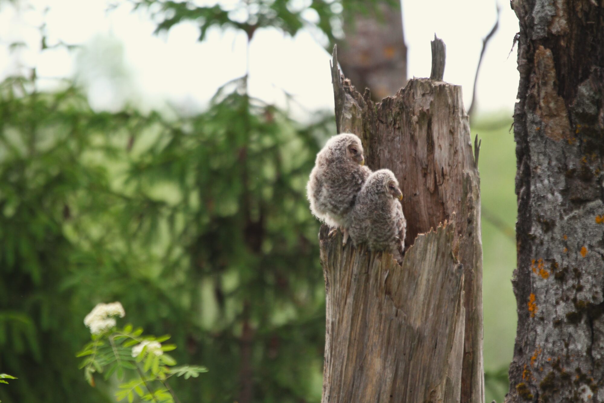 Valokuvaaja: Carita Lång
