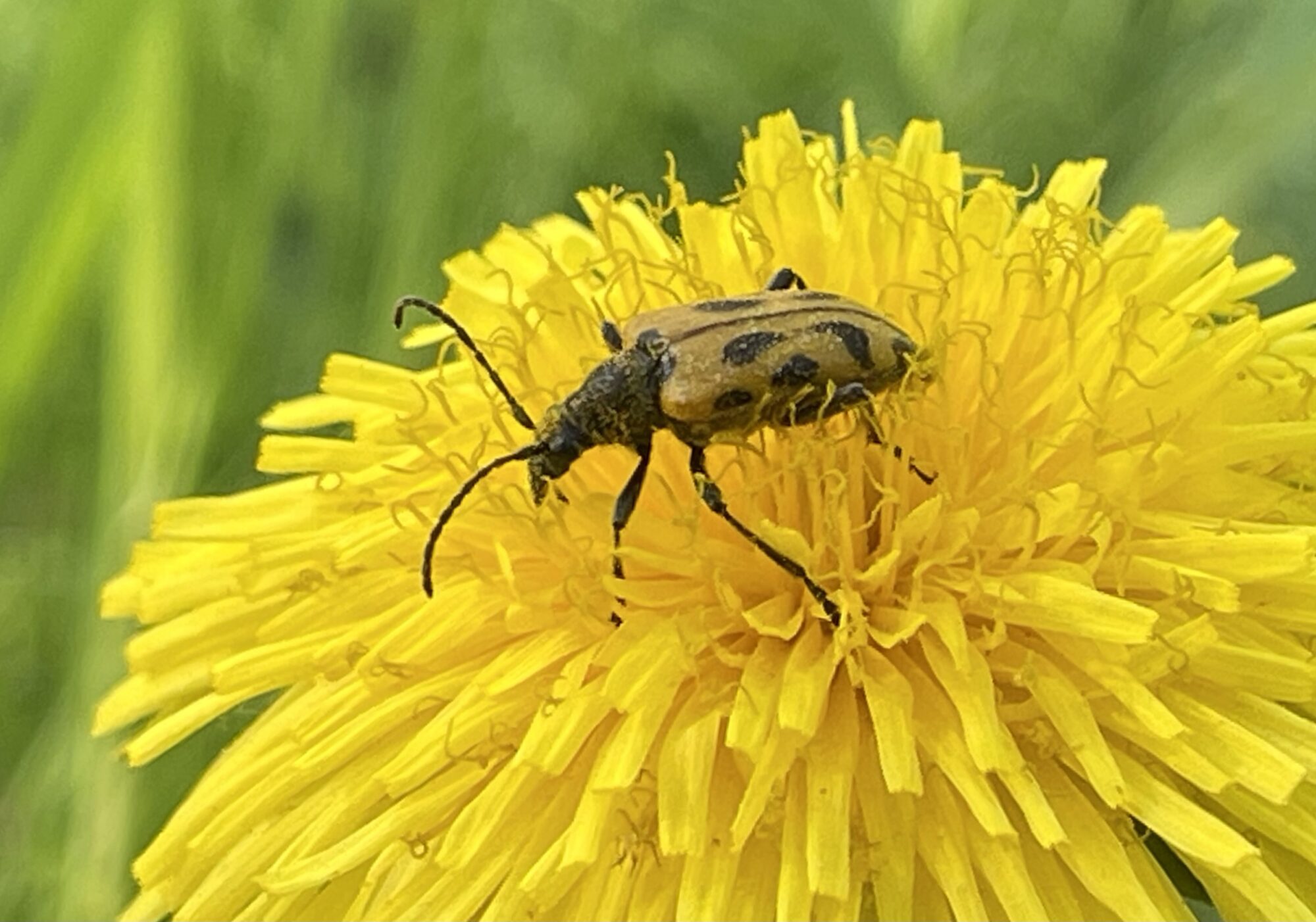 Valokuvaaja: Liisa Niiva-Korpela Valokuvaaja: Liisa Niiva-Korpela