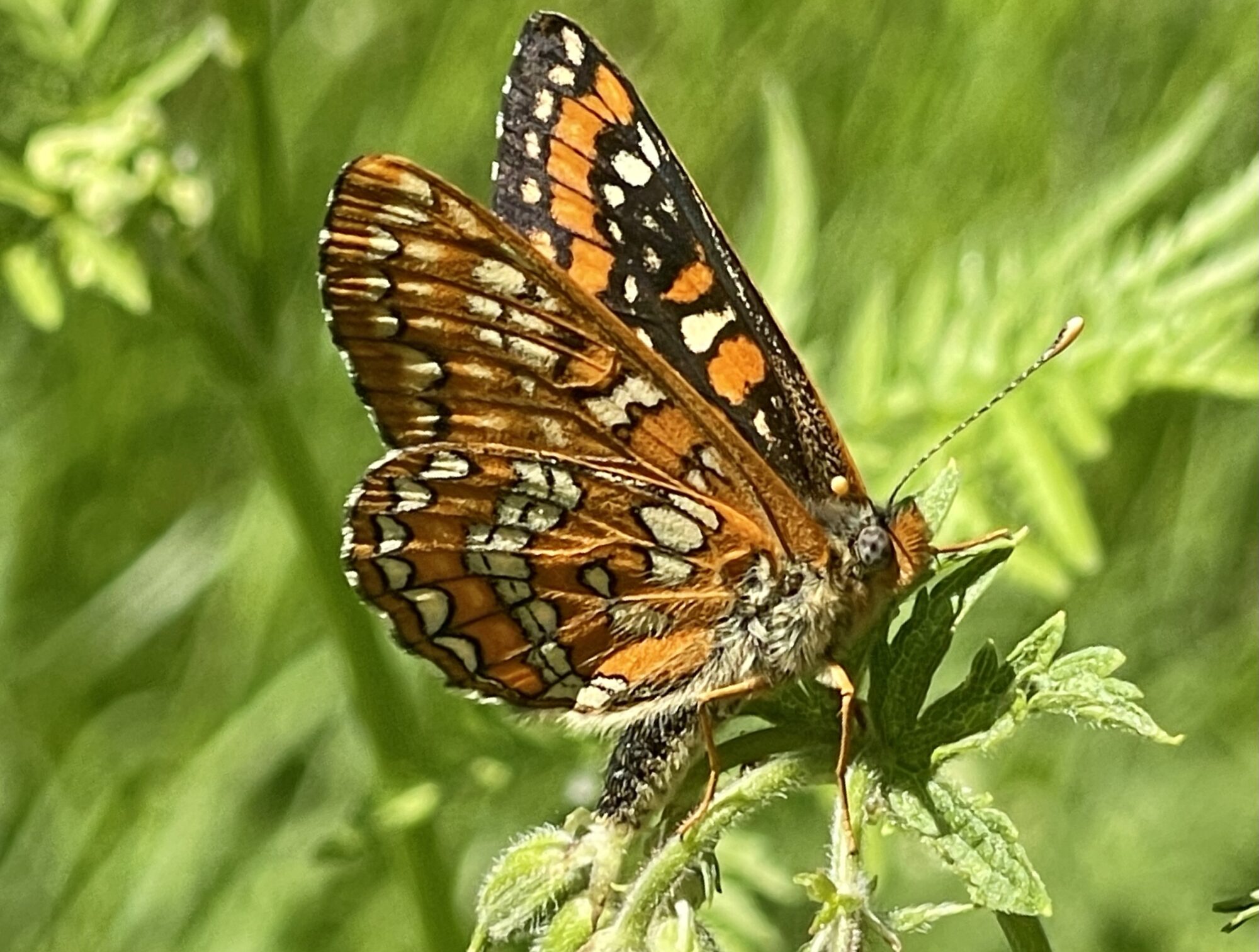 Valokuvaaja: Liisa Niiva-Korpela