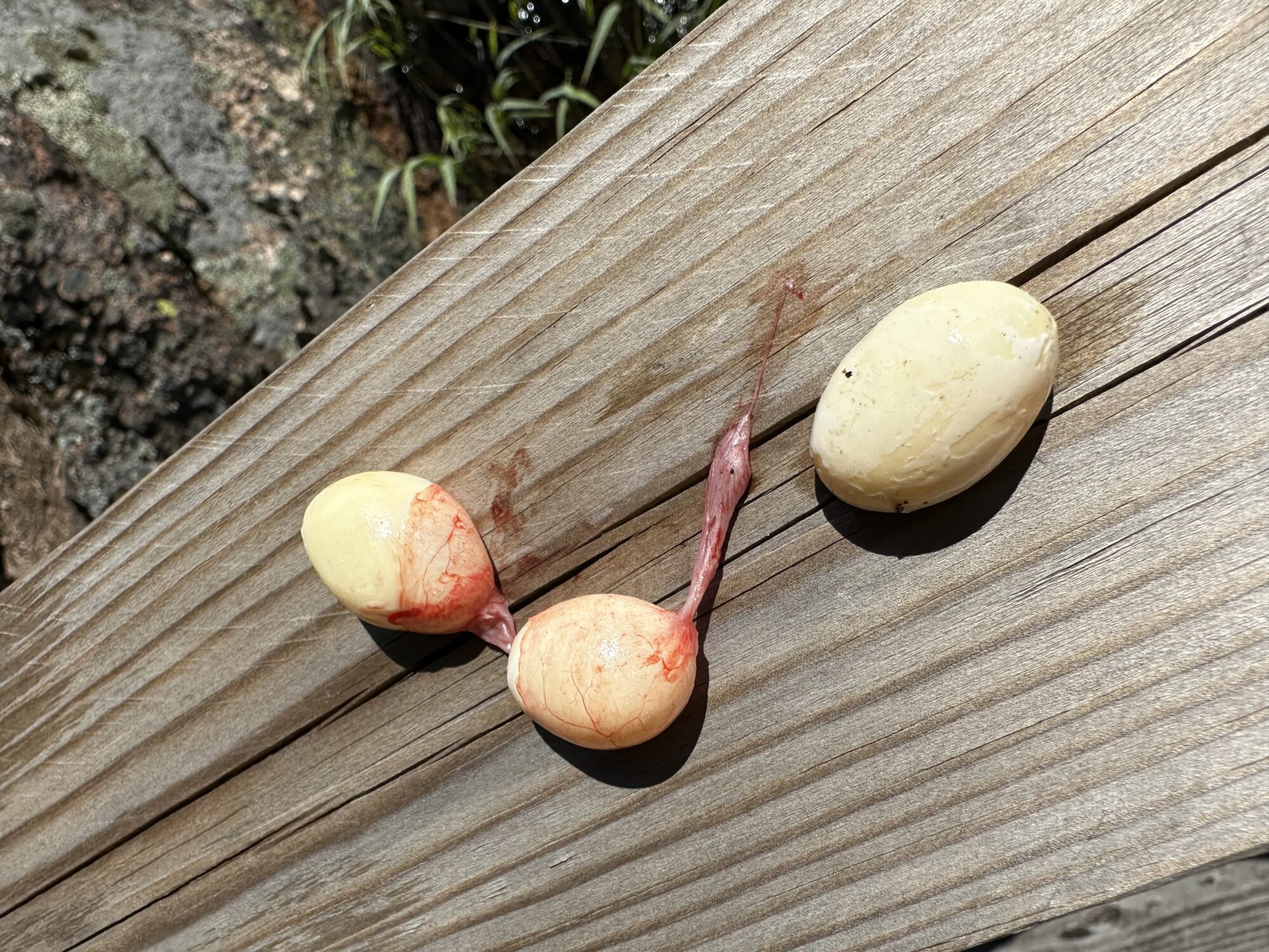 Valokuvaaja: Marita Länsmans