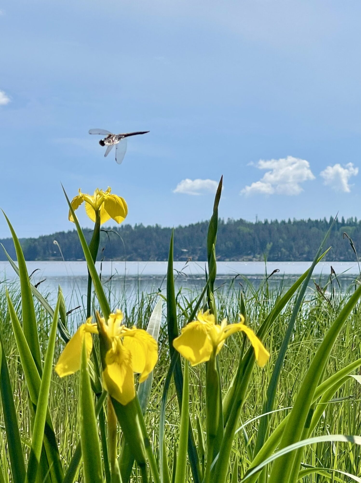 Valokuvaaja: Liisa Niiva-Korpela
