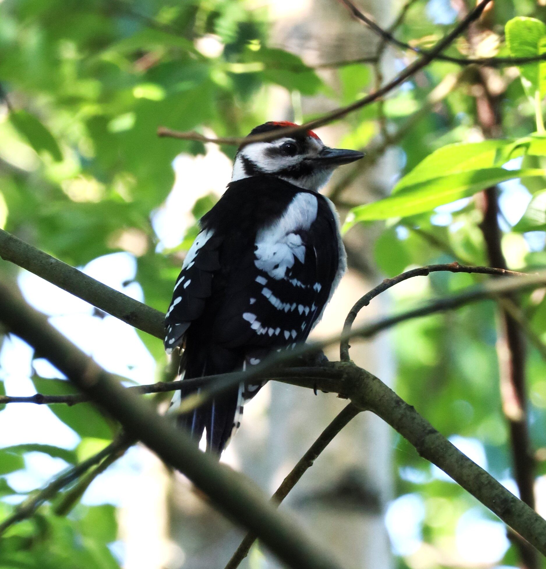 Valokuvaaja: Armi Järvinen
