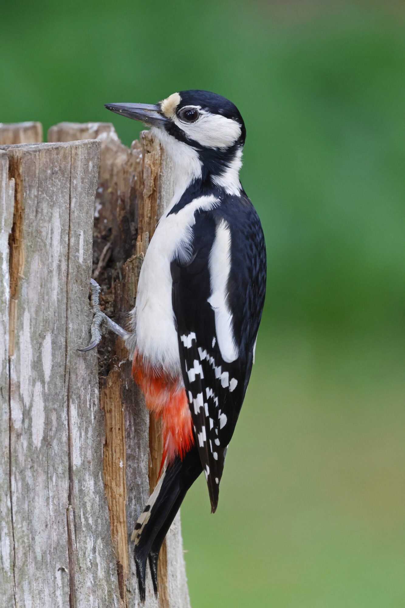 Valokuvaaja: TOMMI KUJALA